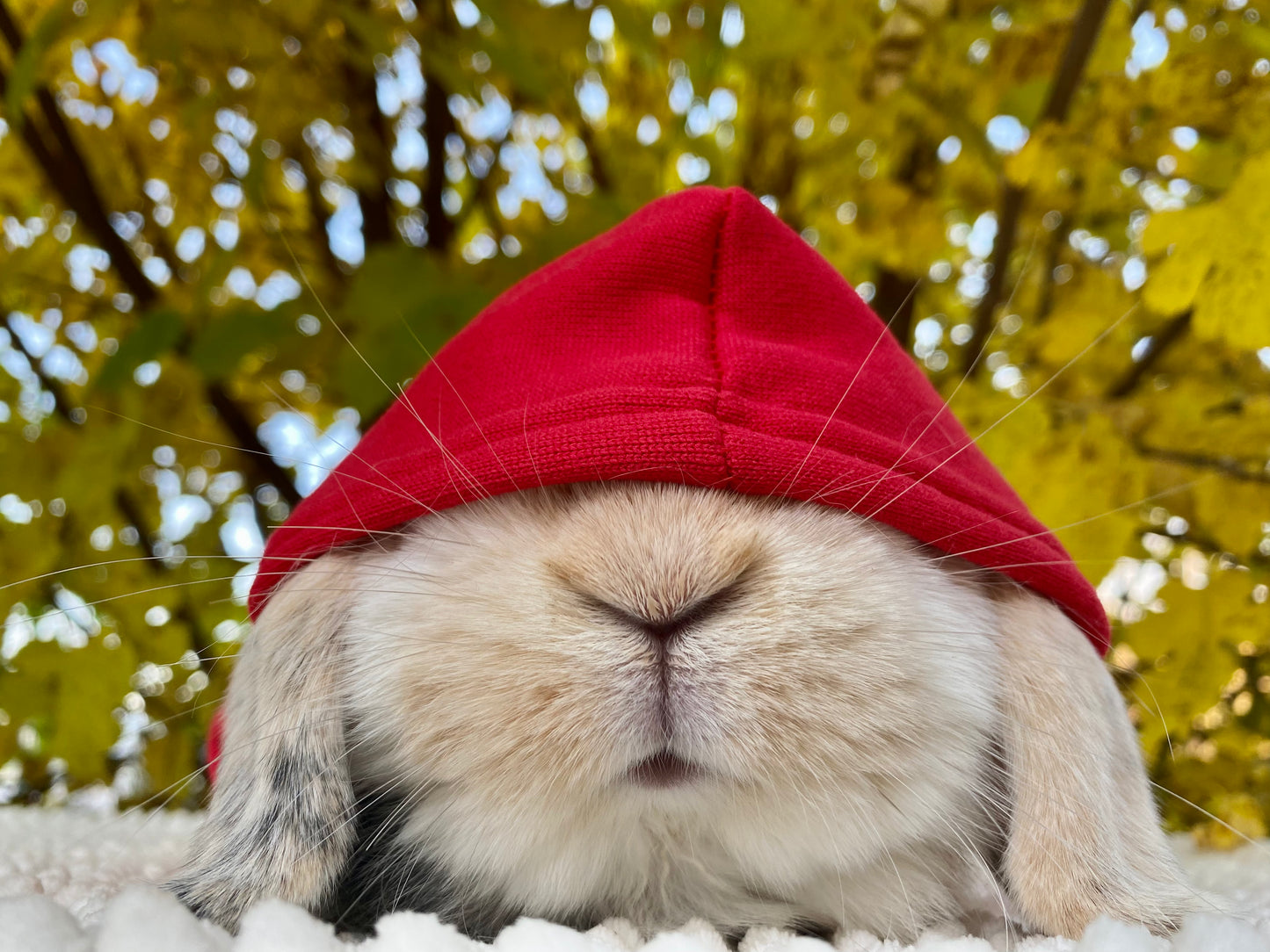 Trendy bunny hoodie