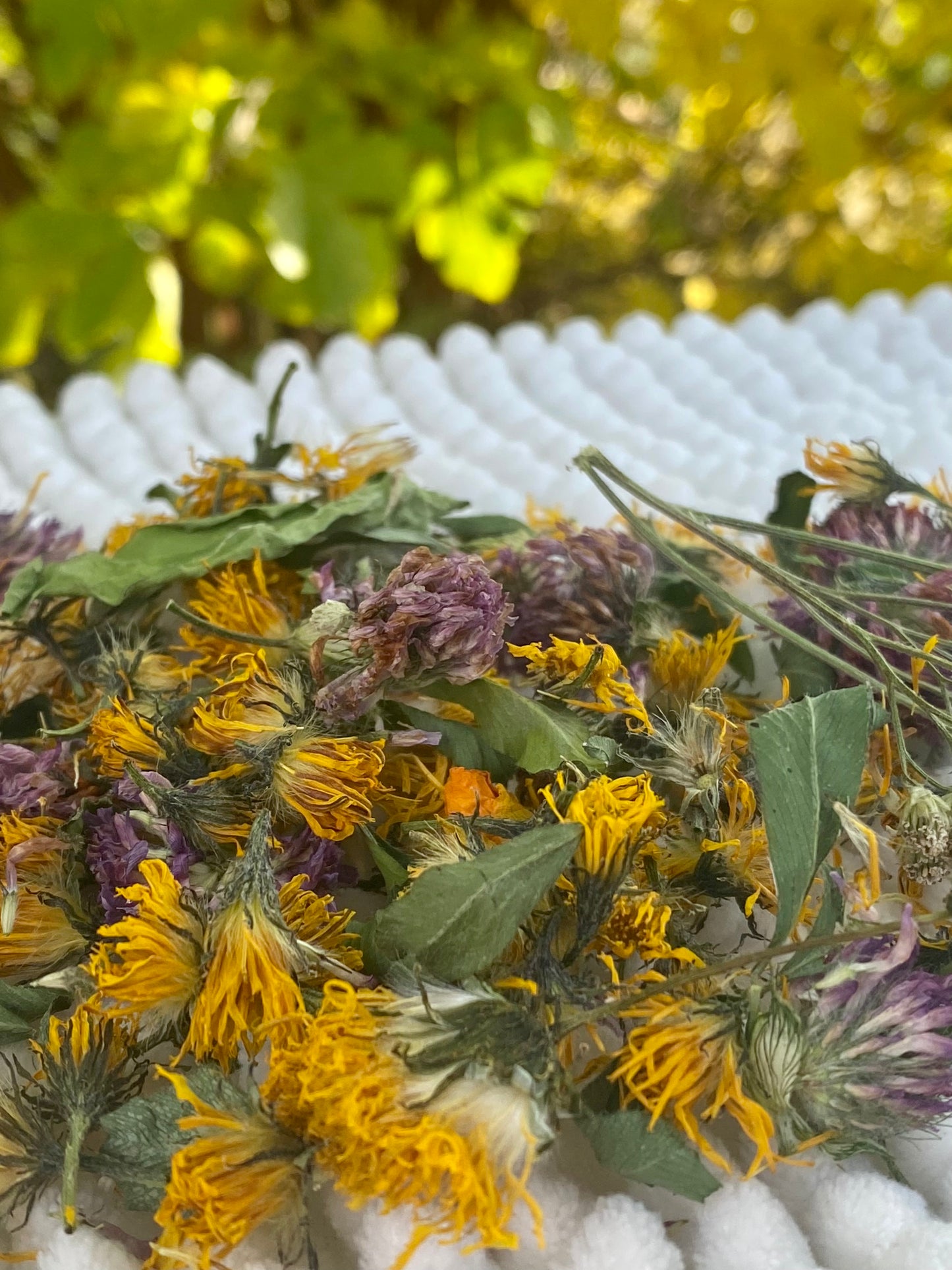 Fleurs naturelles séchées 🌸