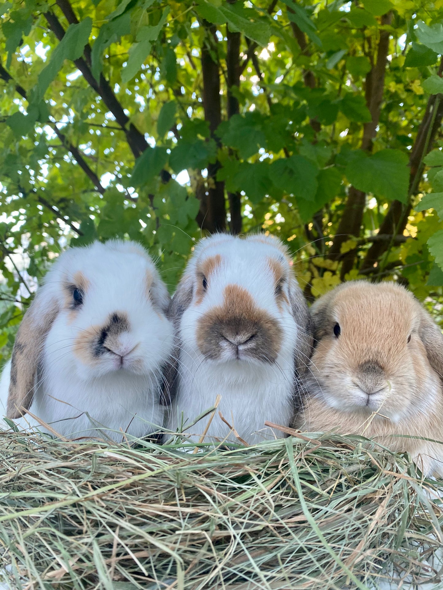 Organic and fresh hay. Very crunchy !