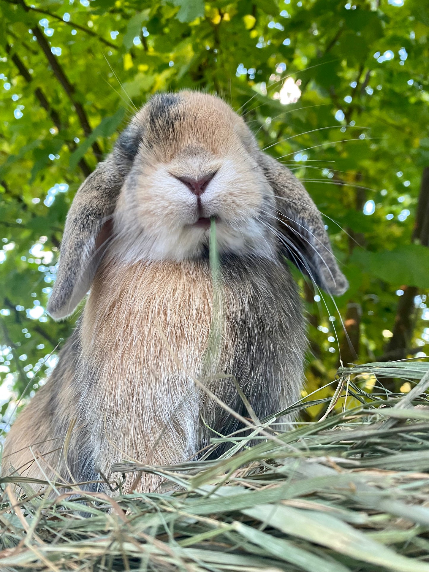 Organic and fresh hay. Very crunchy !