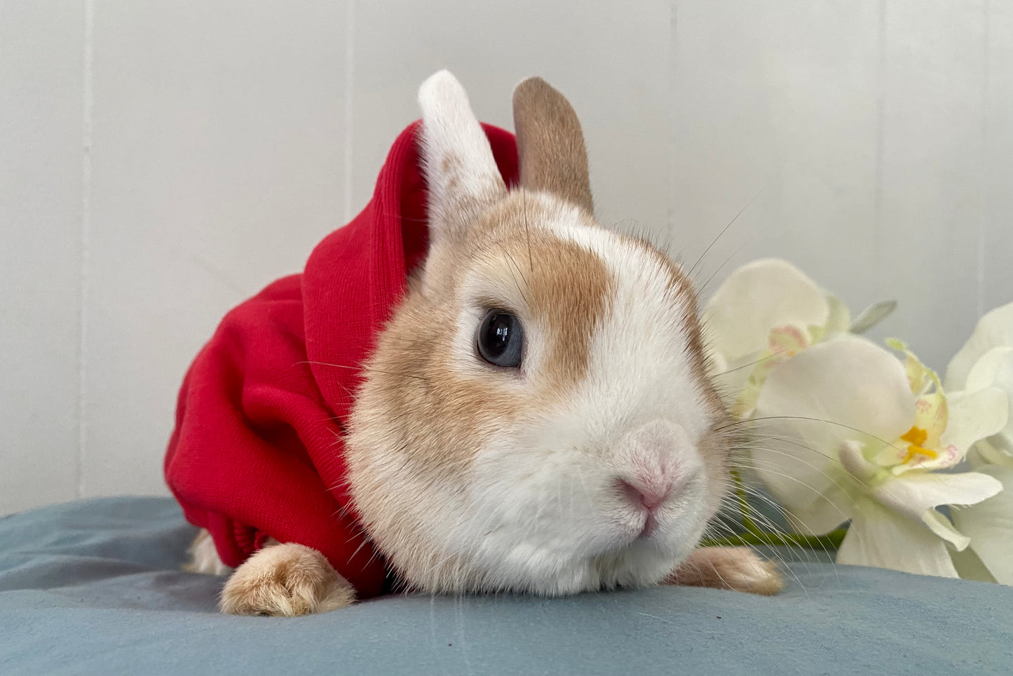 Trendy bunny hoodie