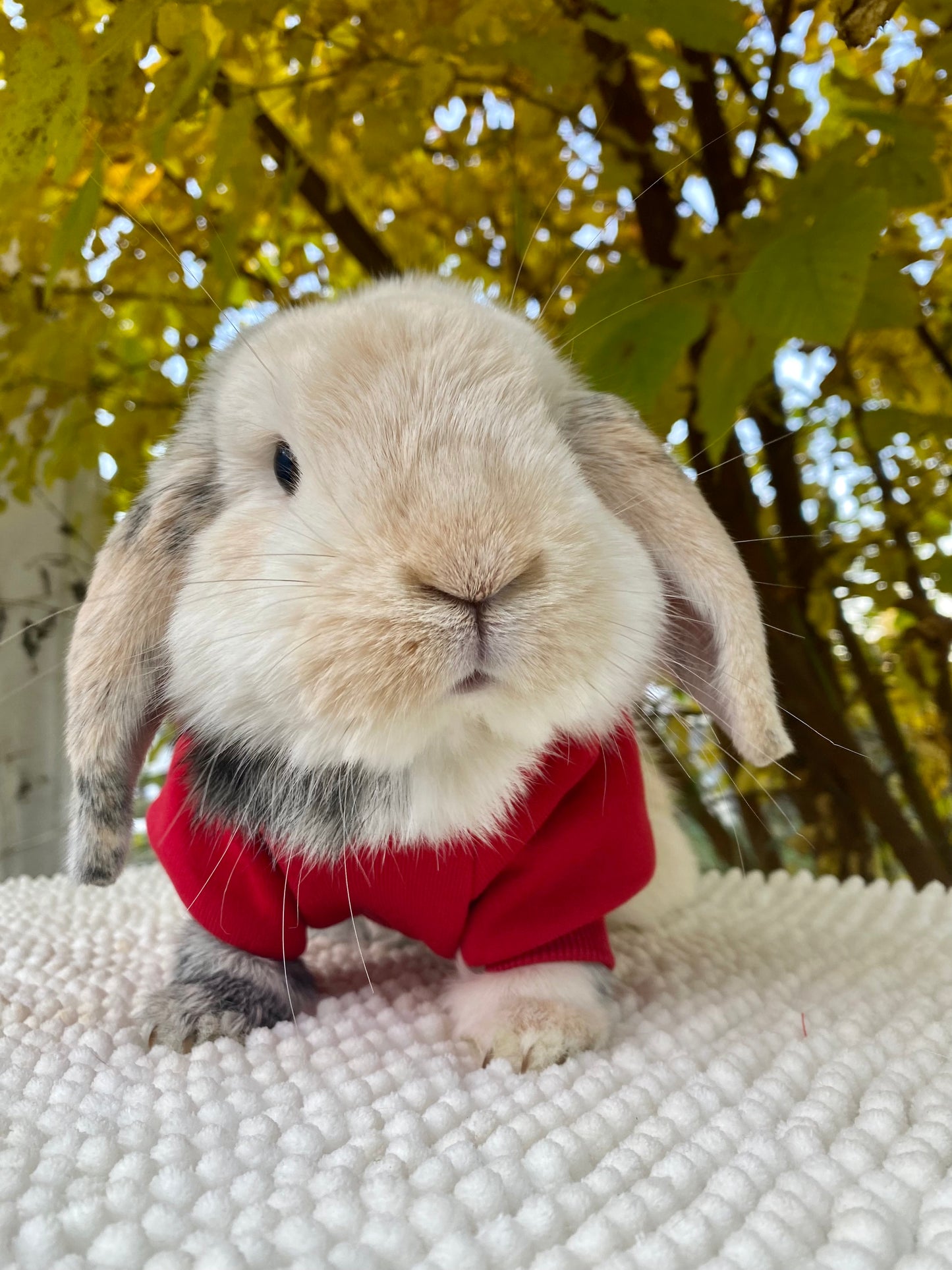 Trendy bunny hoodie