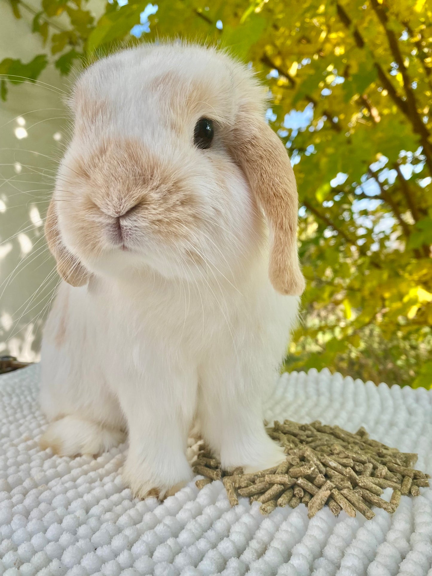 Rabbit pellets
