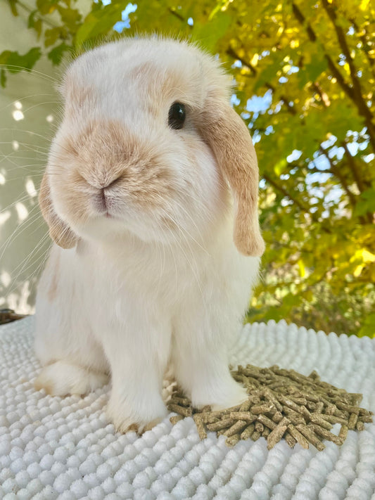 Rabbit pellets