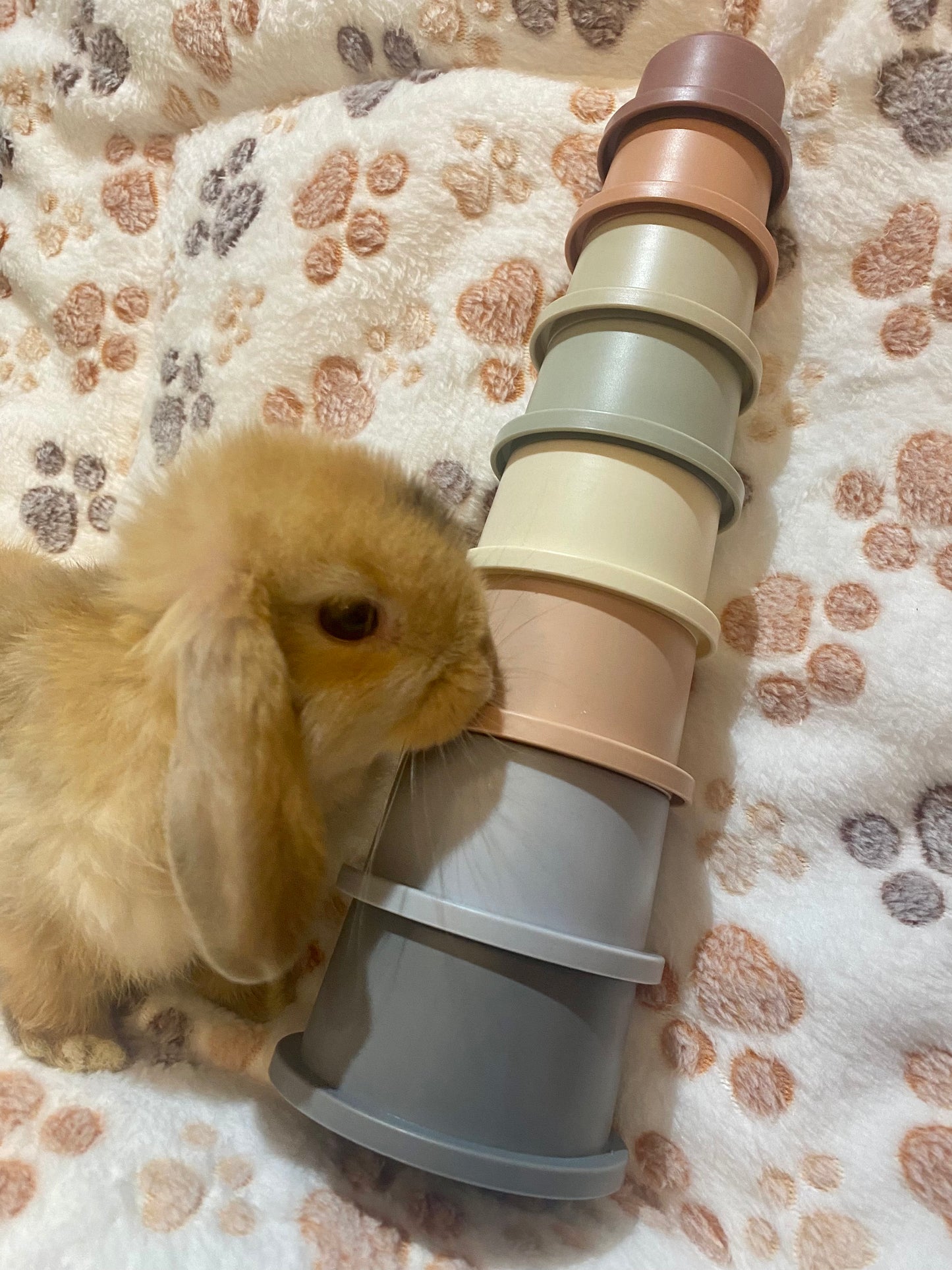 Stacking cups for bunny (8 pieces)