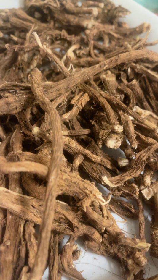 Racines de chicorée récoltées à la main