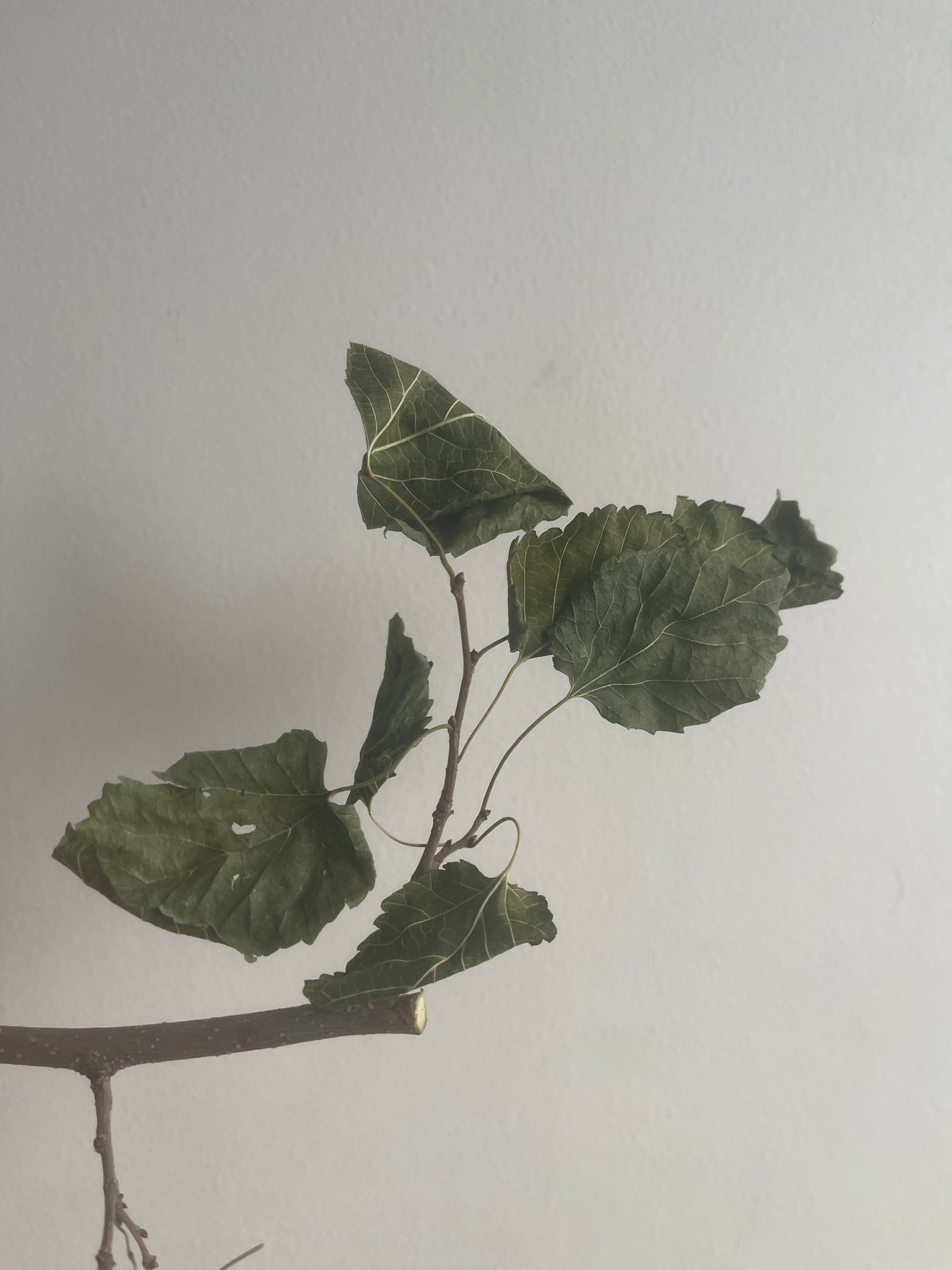 Trio d’herbes déshydratées (saule, poirier, mûrier)