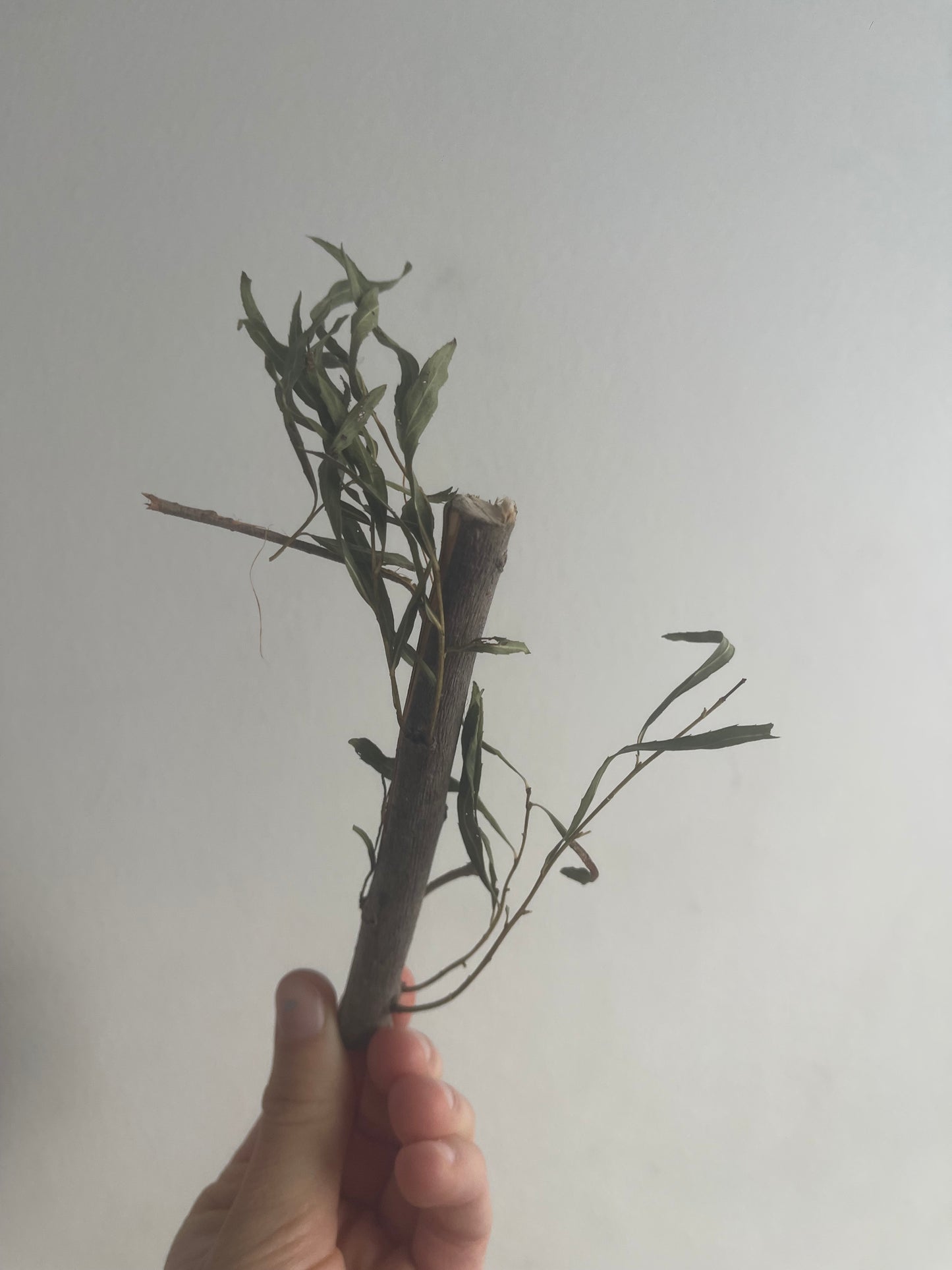 Trio d’herbes déshydratées (saule, poirier, mûrier)