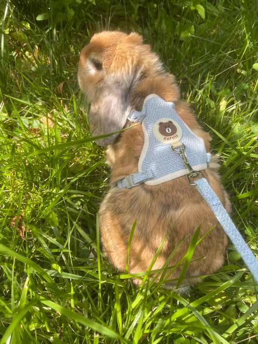 Rabbit harness