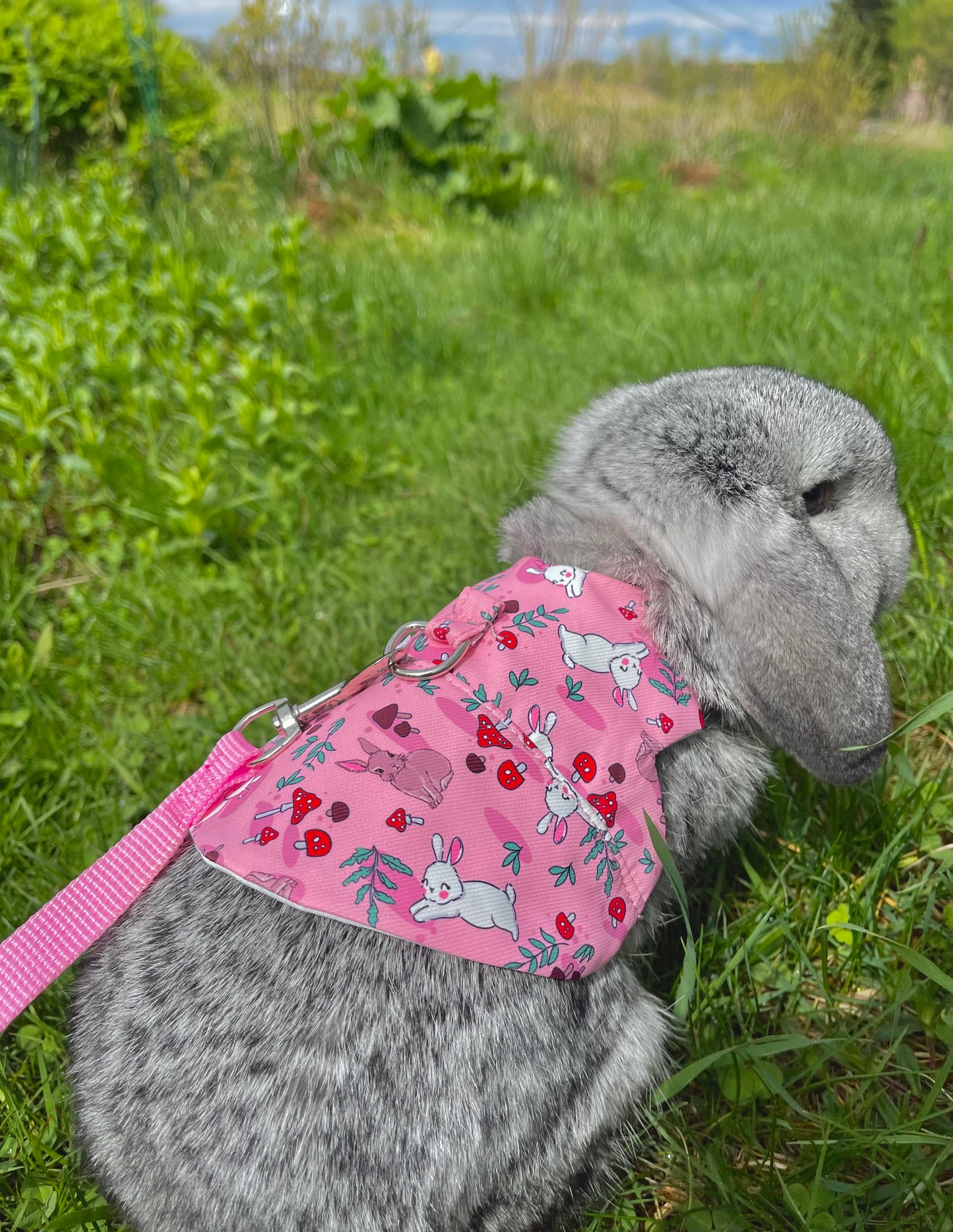 Bunny harness - walk in the forest