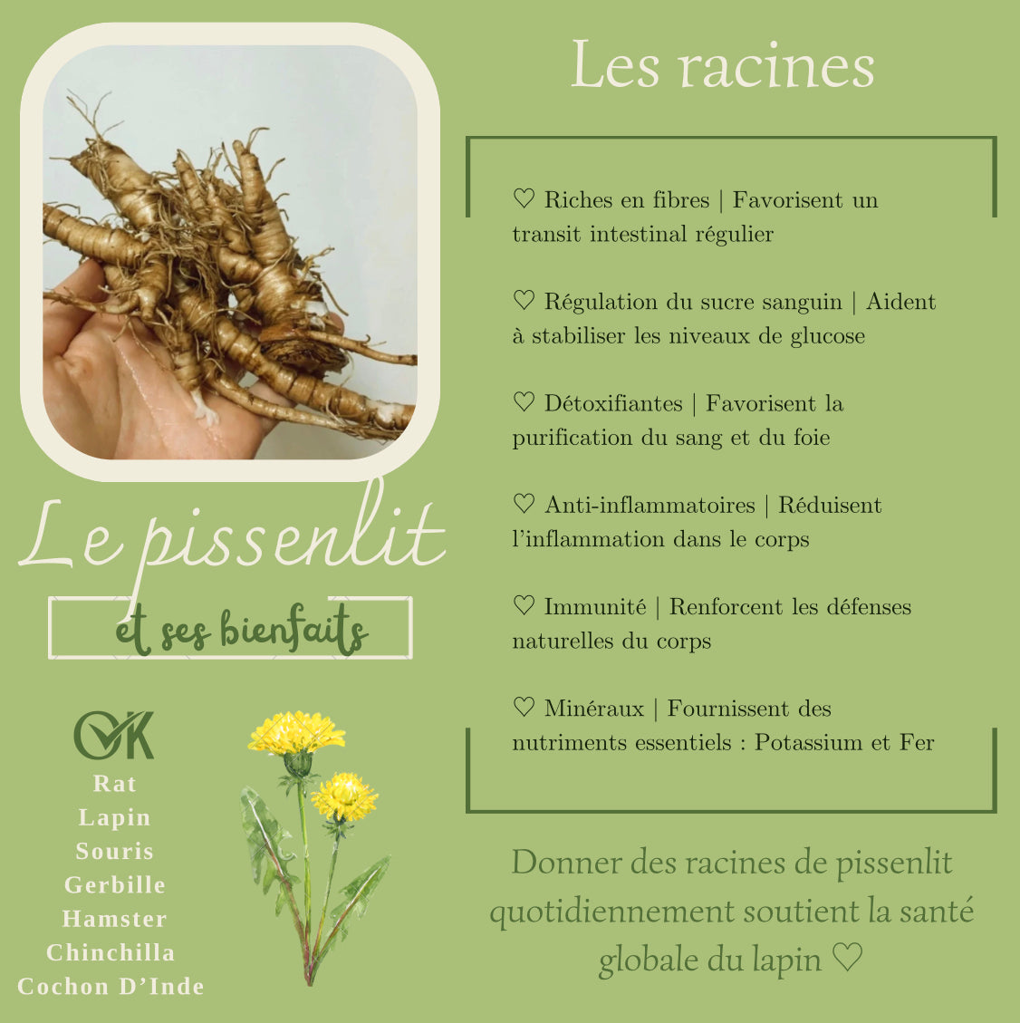 Dandelion root 100% natural - Product of Quebec 