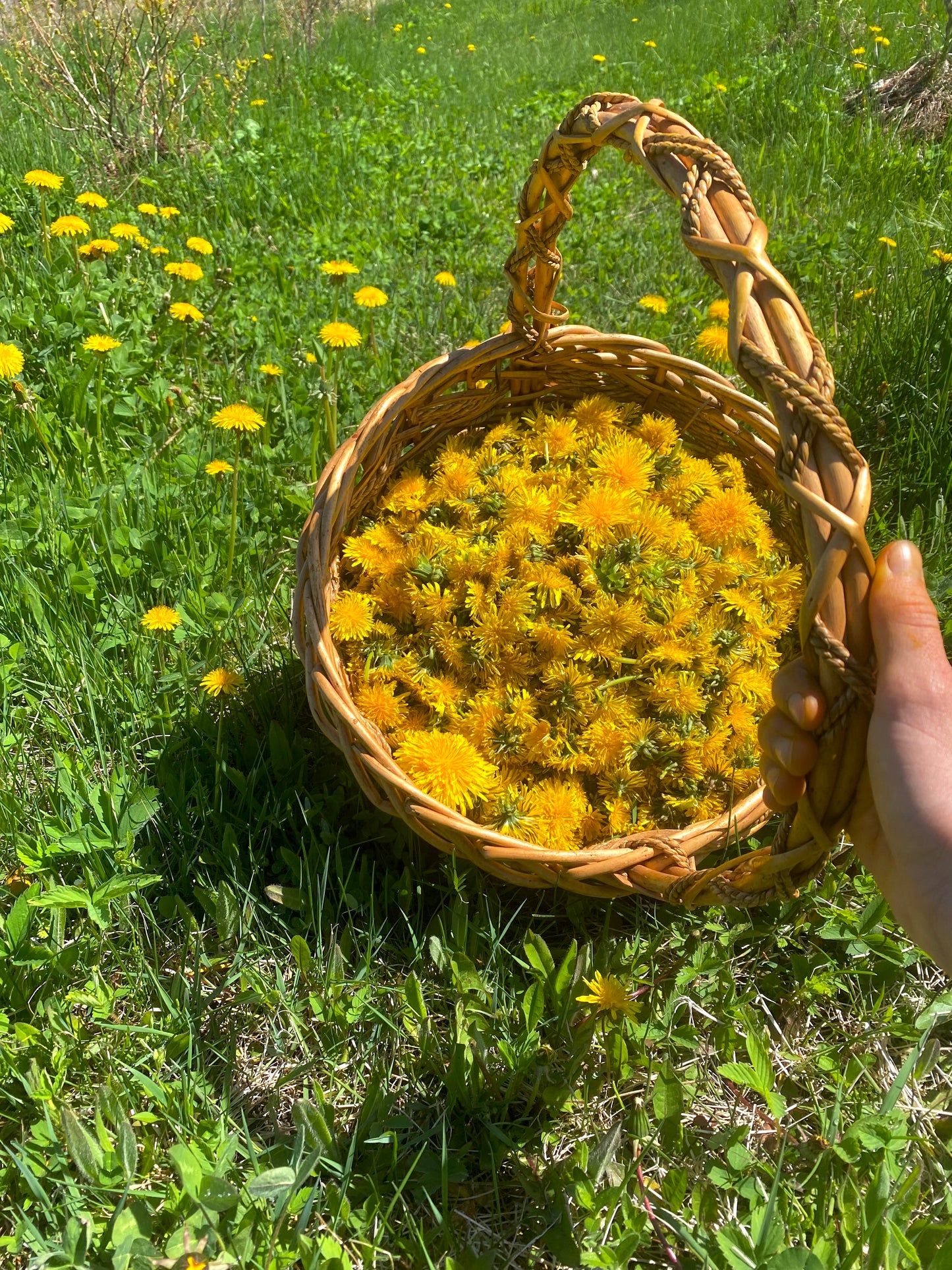 Dandelion flowers 100% natural - Product of Quebec 