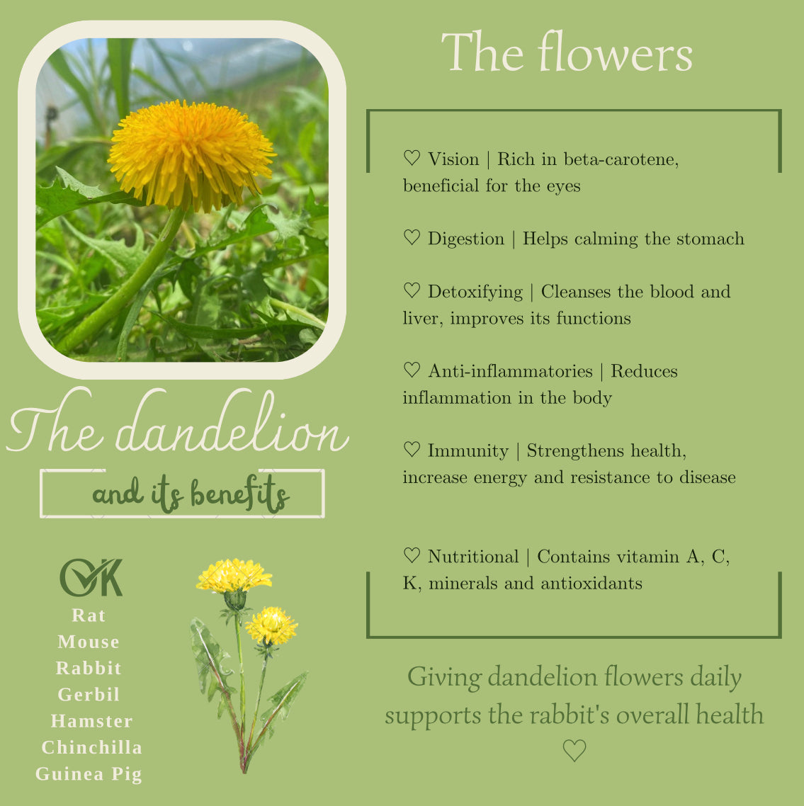 Dandelion flowers 100% natural - Product of Quebec 