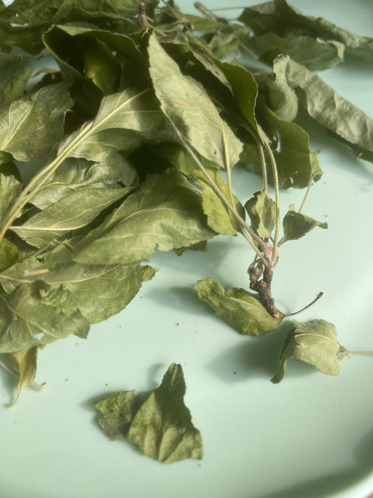 Feuilles de pommier 100% naturelles |Cueillies à la main au Québec