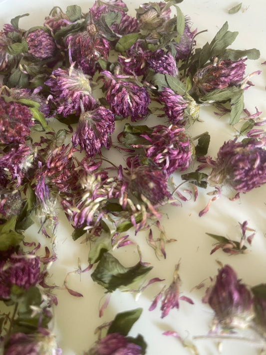 Fleurs de trèfle rouge 100 % naturelles | Cueillies au Québec