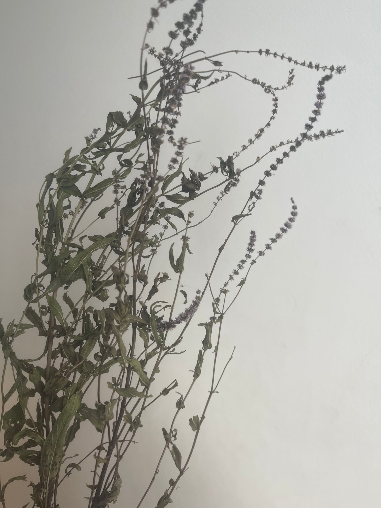 Menthe déshydratée - Produit du Québec