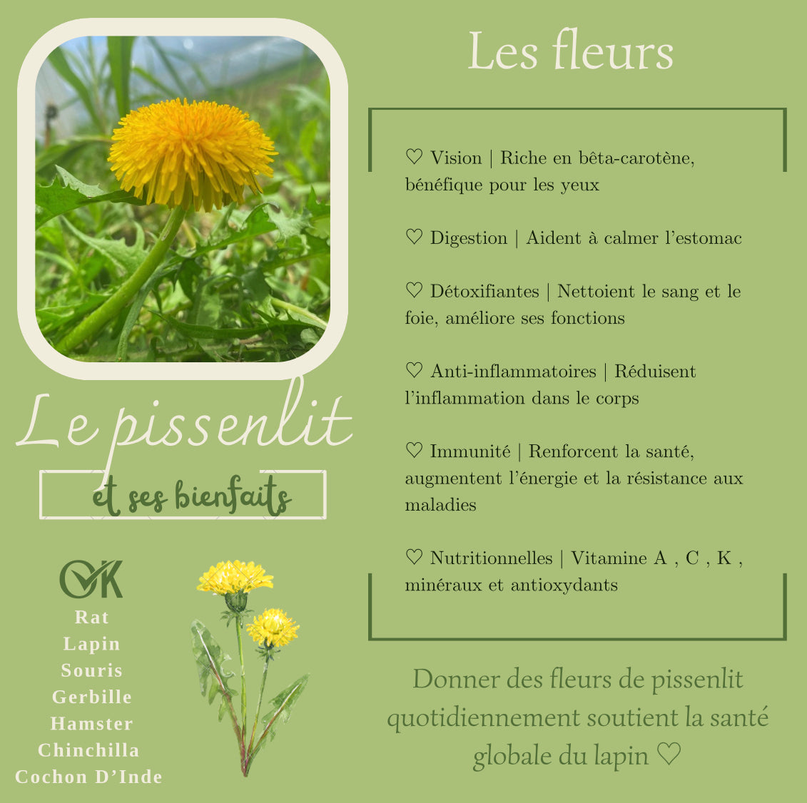 Fleurs de pissenlit déshydratées 100% naturelles - Produit du Québec