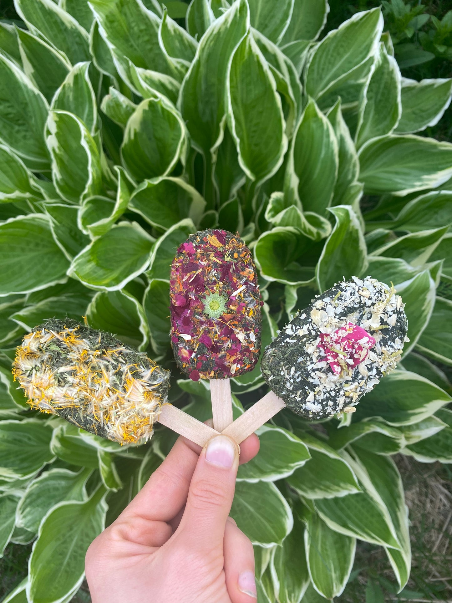 Popsicle treats, fresh grass - Product of Quebec
