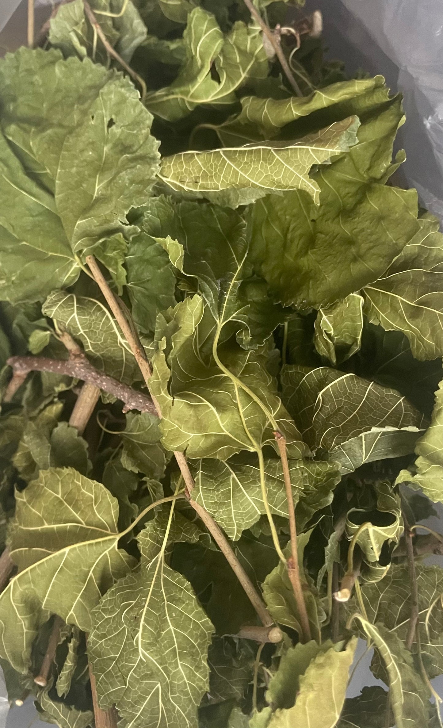 Trio d’herbes déshydratées (saule, poirier, mûrier)