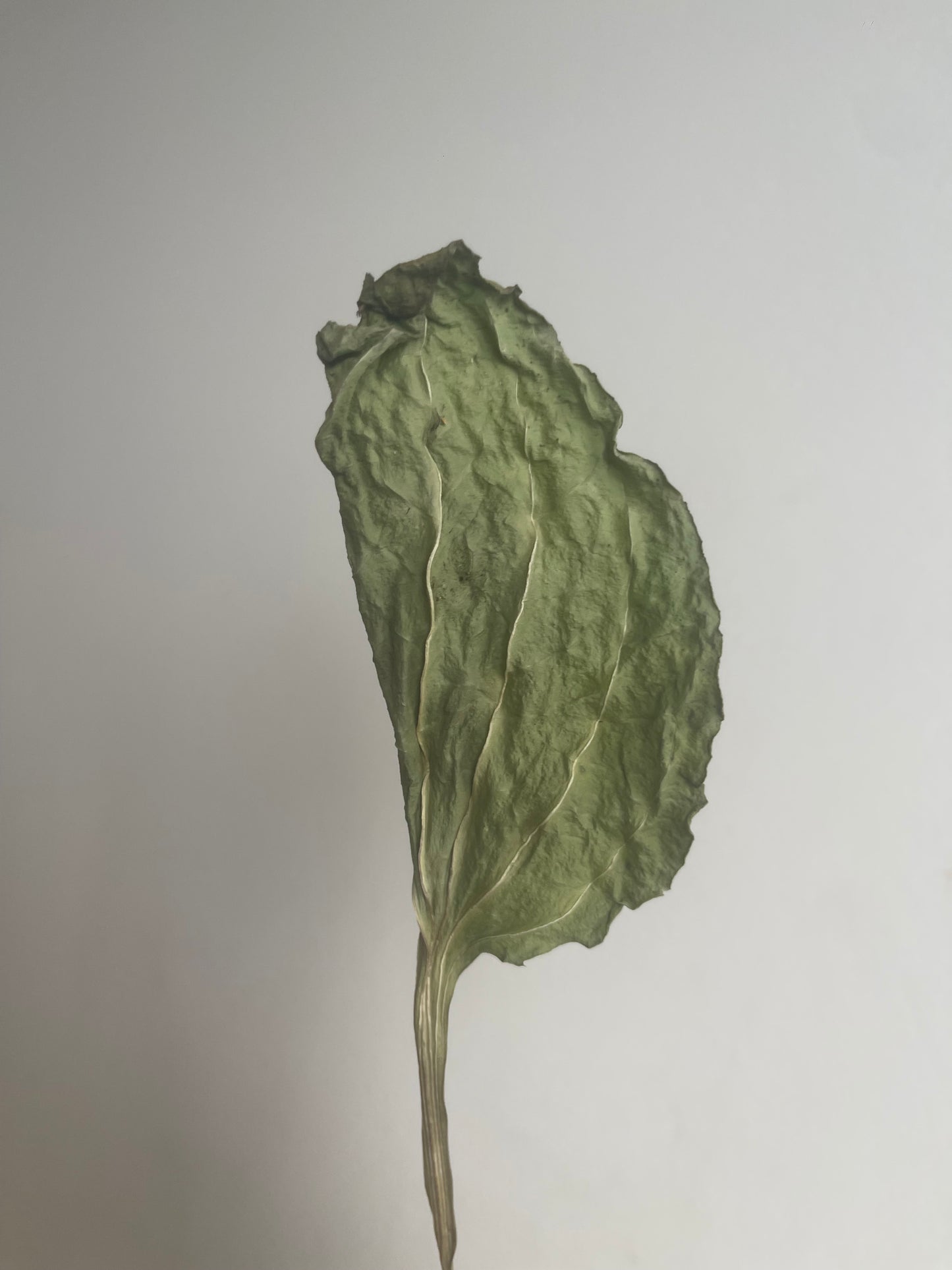 Plantain déshydraté - Produit du Québec