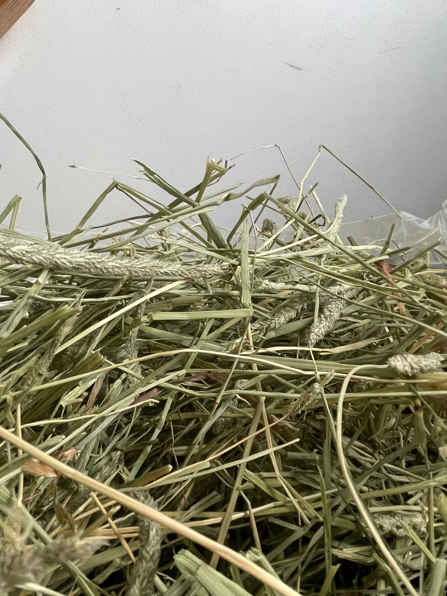 Nouvelle récolte 2025 🌱 Foin fléole des prés | Timothy Hay