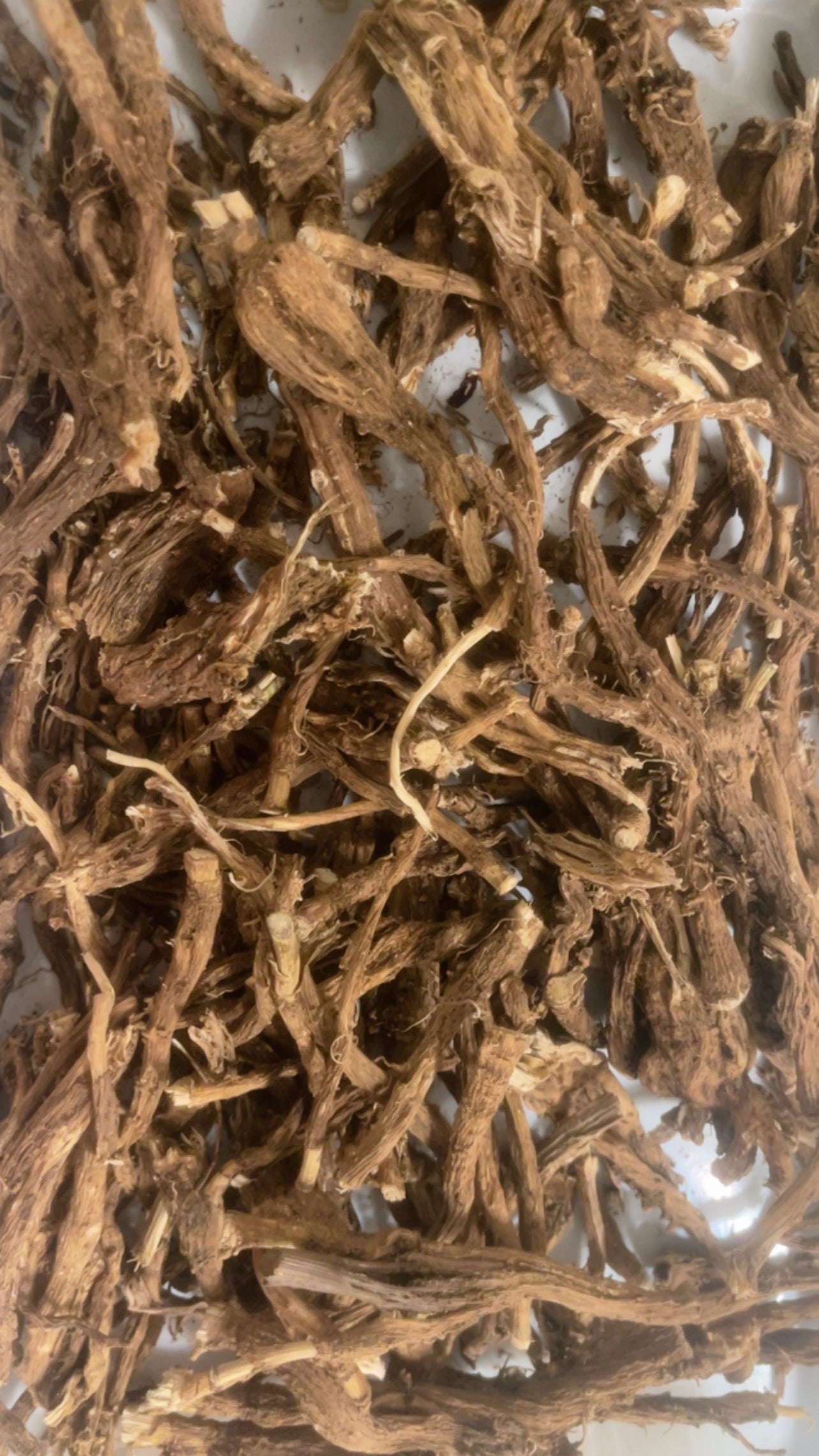 Racines de chicorée récoltées à la main