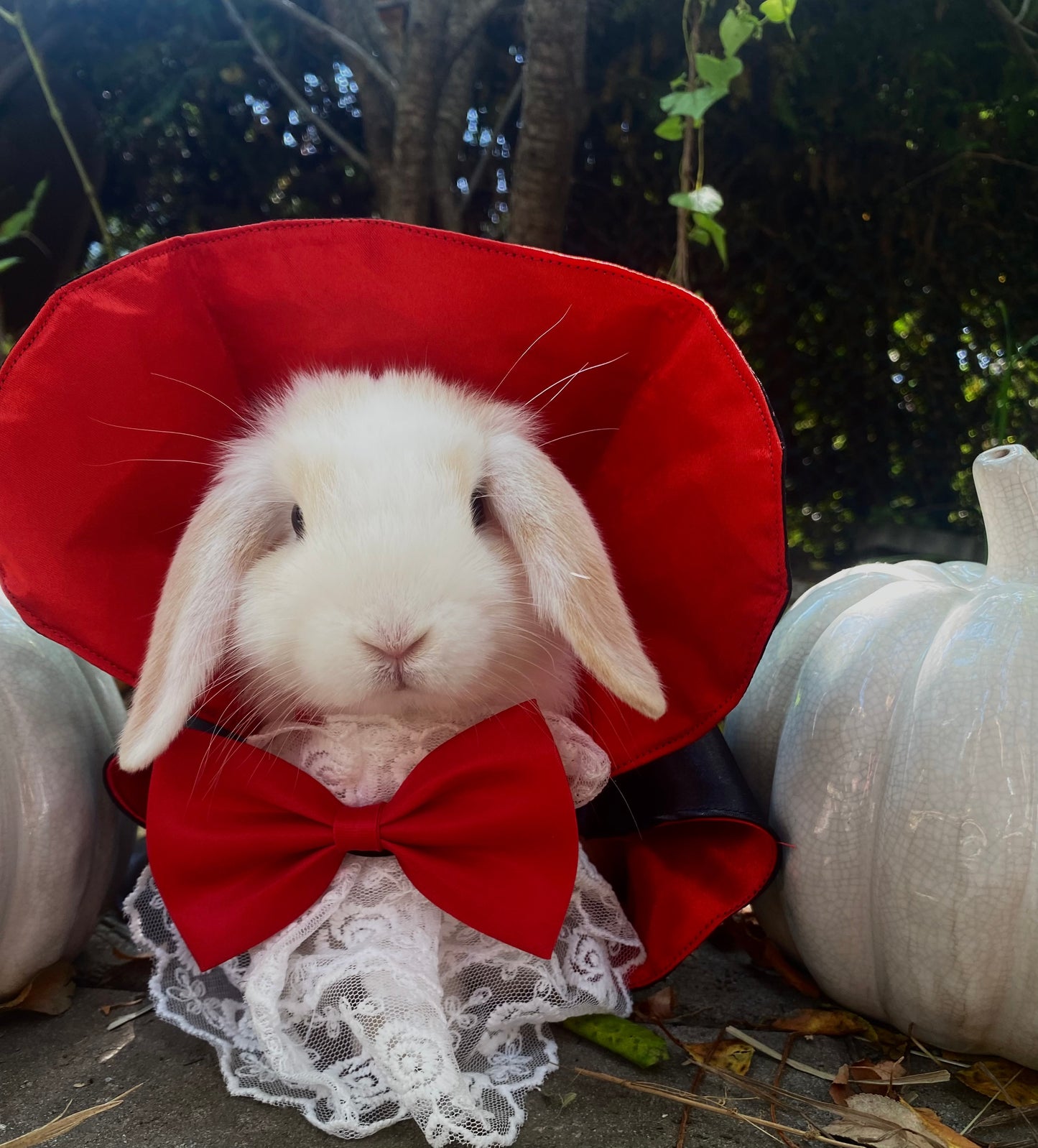 Costume Halloween Vampire / Dracula pour lapin, chat ou chien