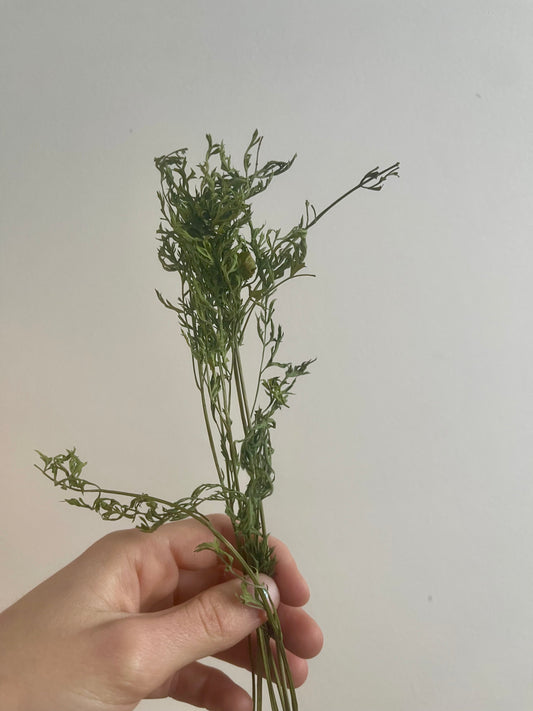 Fanes (feuilles) de carotte déshydratées - Produit du Québec