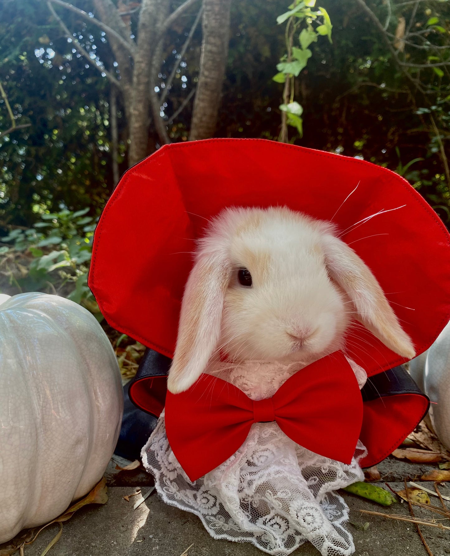 Costume Halloween Vampire / Dracula pour lapin, chat ou chien