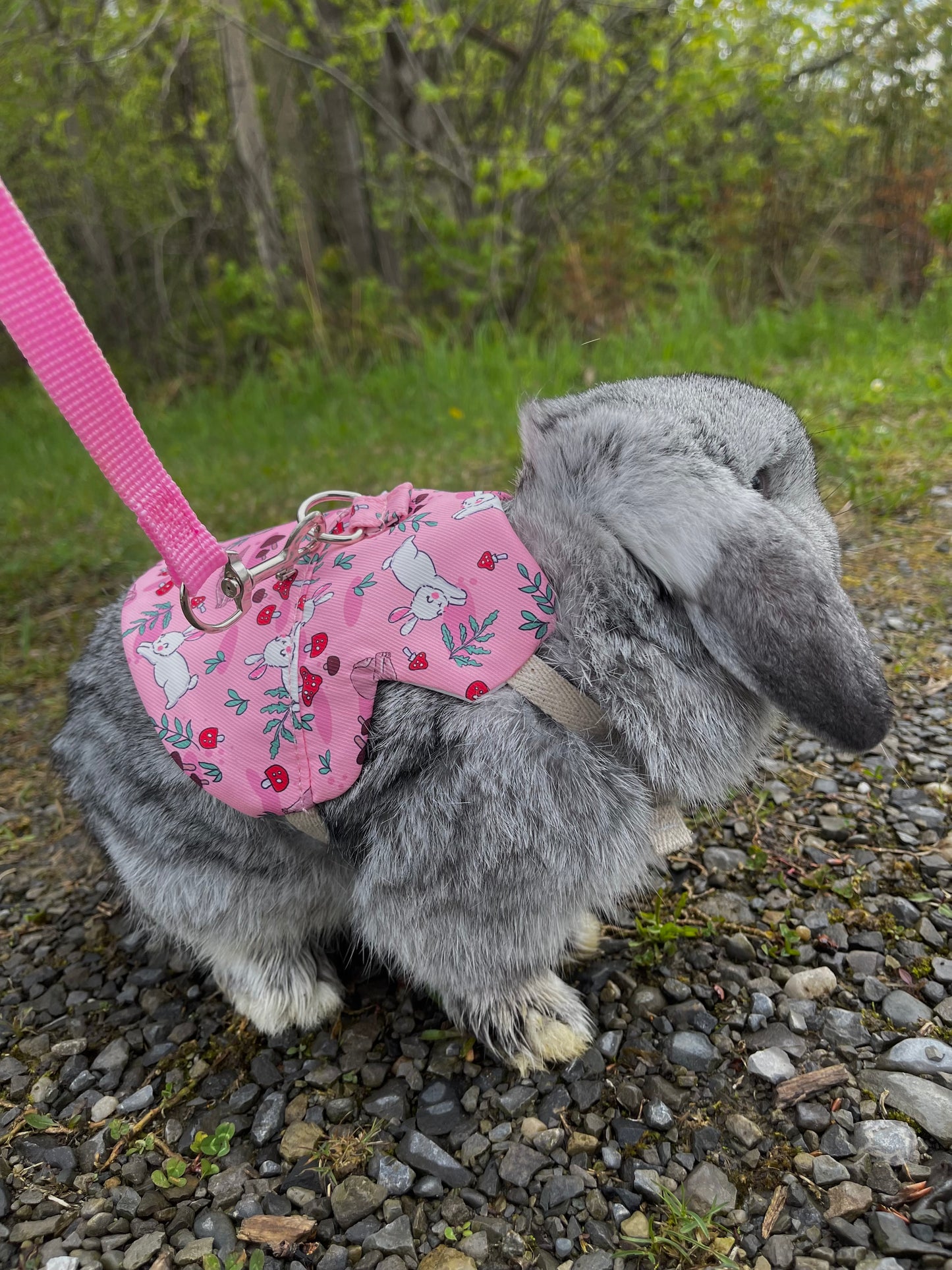 Bunny harness - walk in the forest