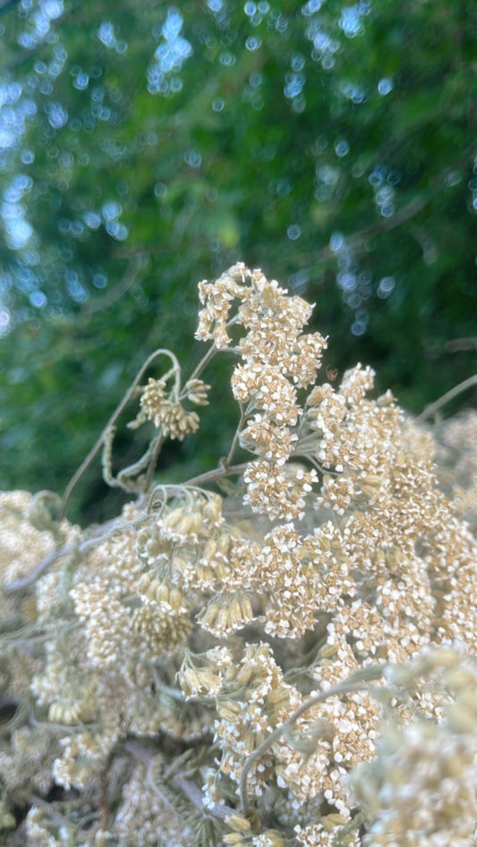 Fleurs d’achillée millefeuille 100 % naturelles | Cueillies au Québec