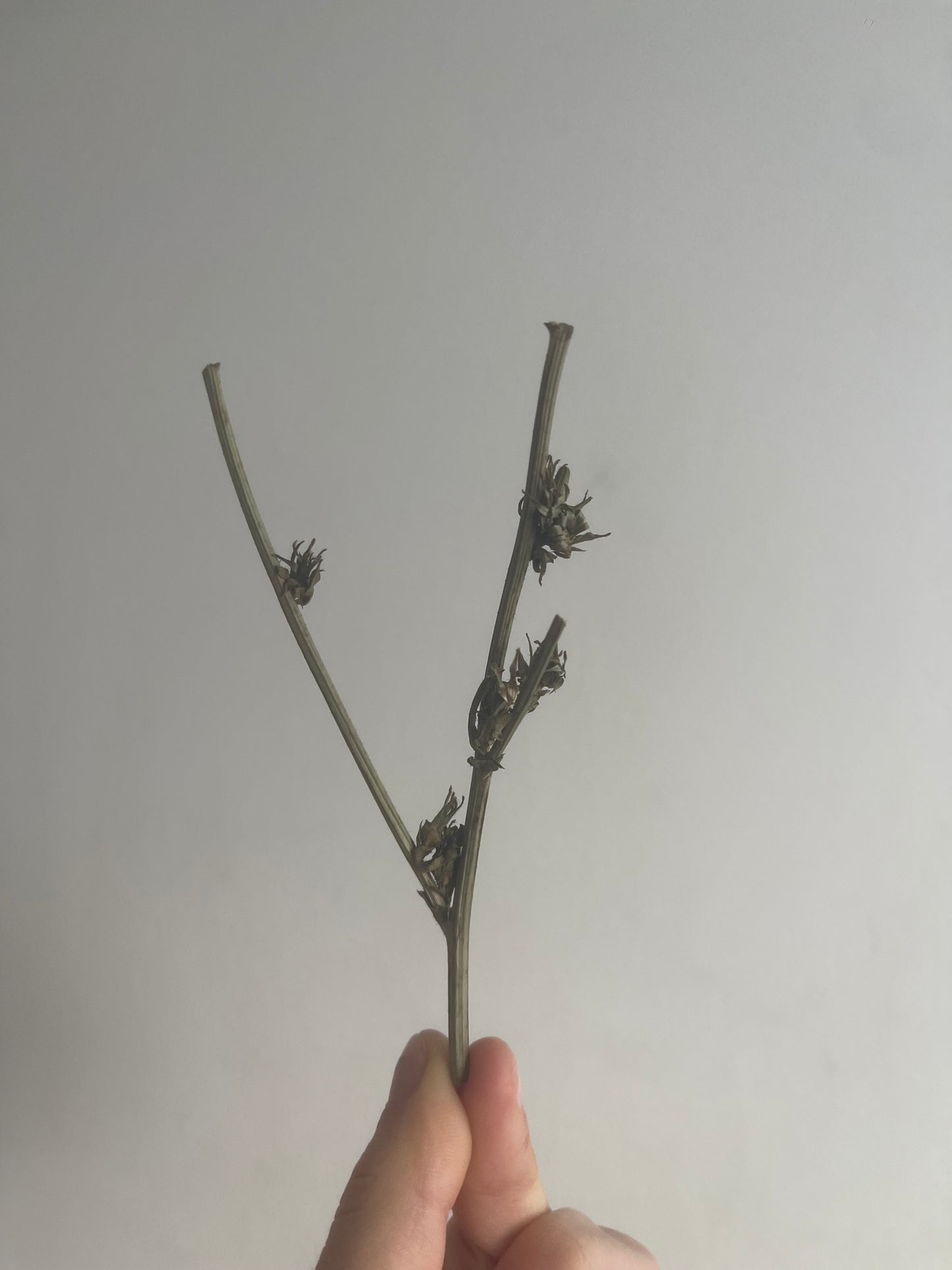 Tiges de chicorée déshydratées - Produit du Québec