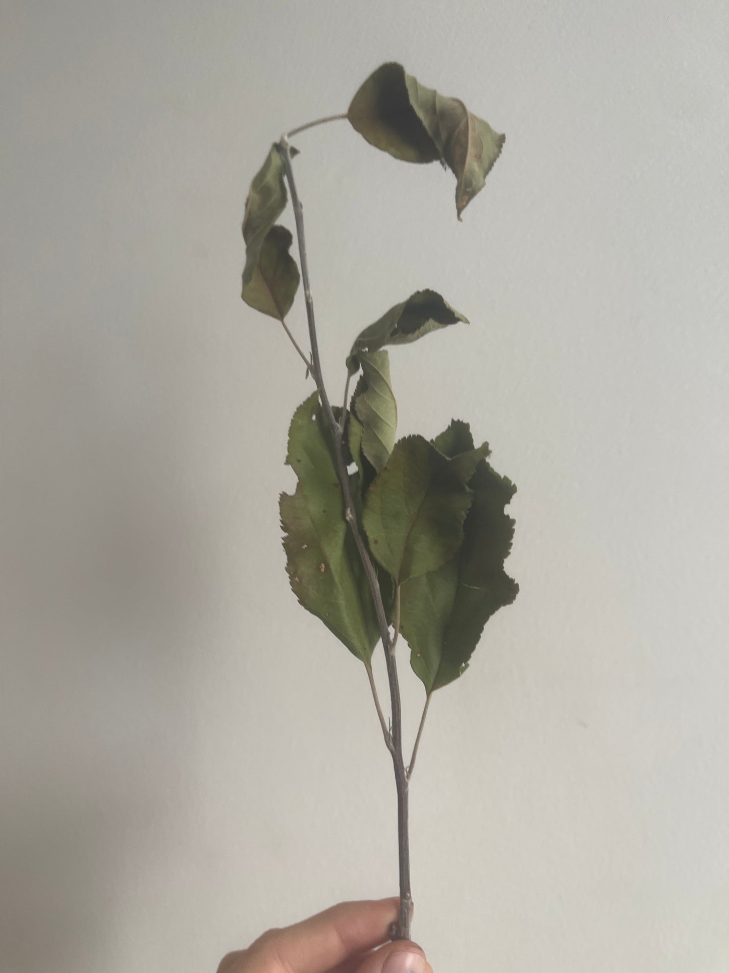 Trio d’herbes déshydratées (saule, poirier, mûrier)