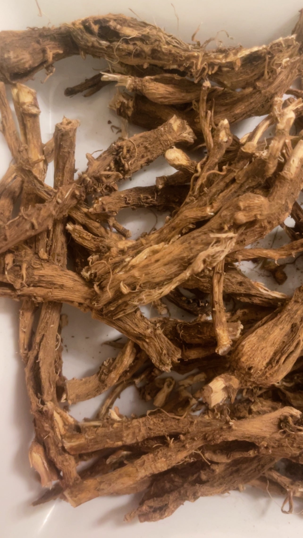 Racines de chicorée récoltées à la main