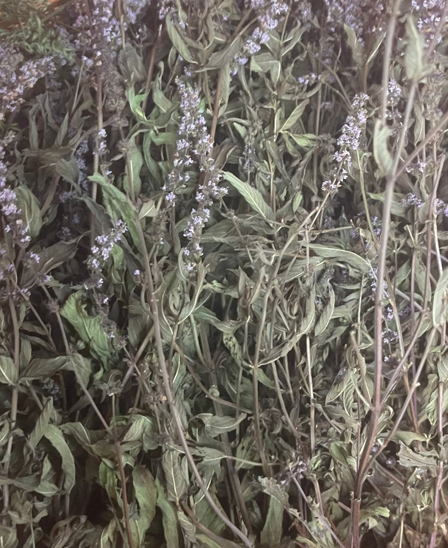 Menthe déshydratée - Produit du Québec