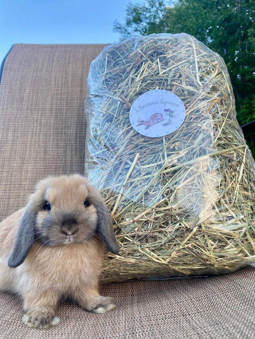 Organic and fresh hay. Very crunchy !