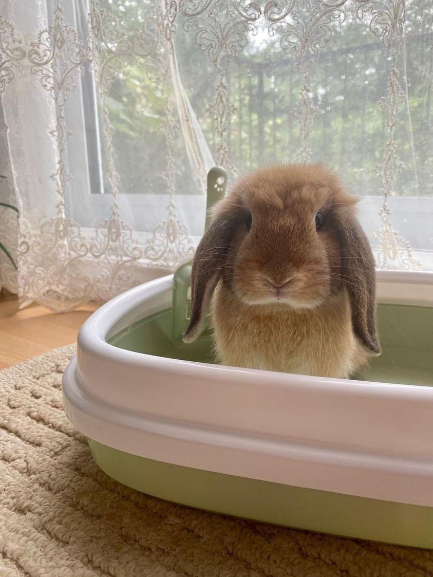 Litter box adapted for bunnies