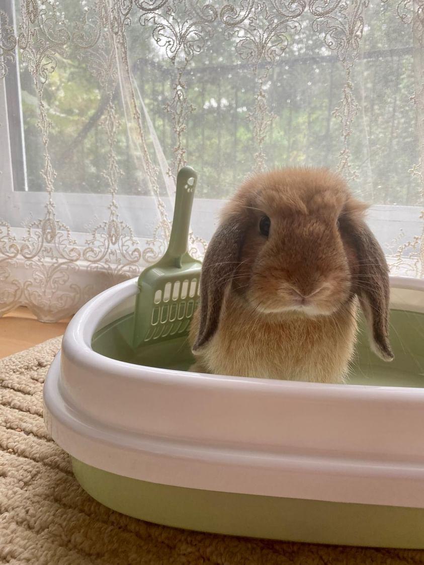 Litter box adapted for bunnies