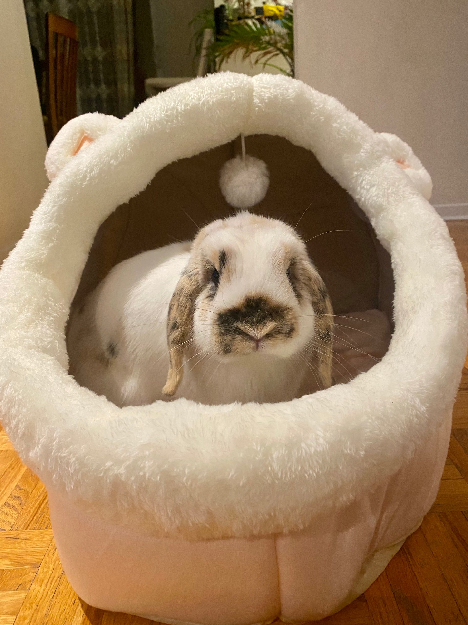 Bunny beds deals