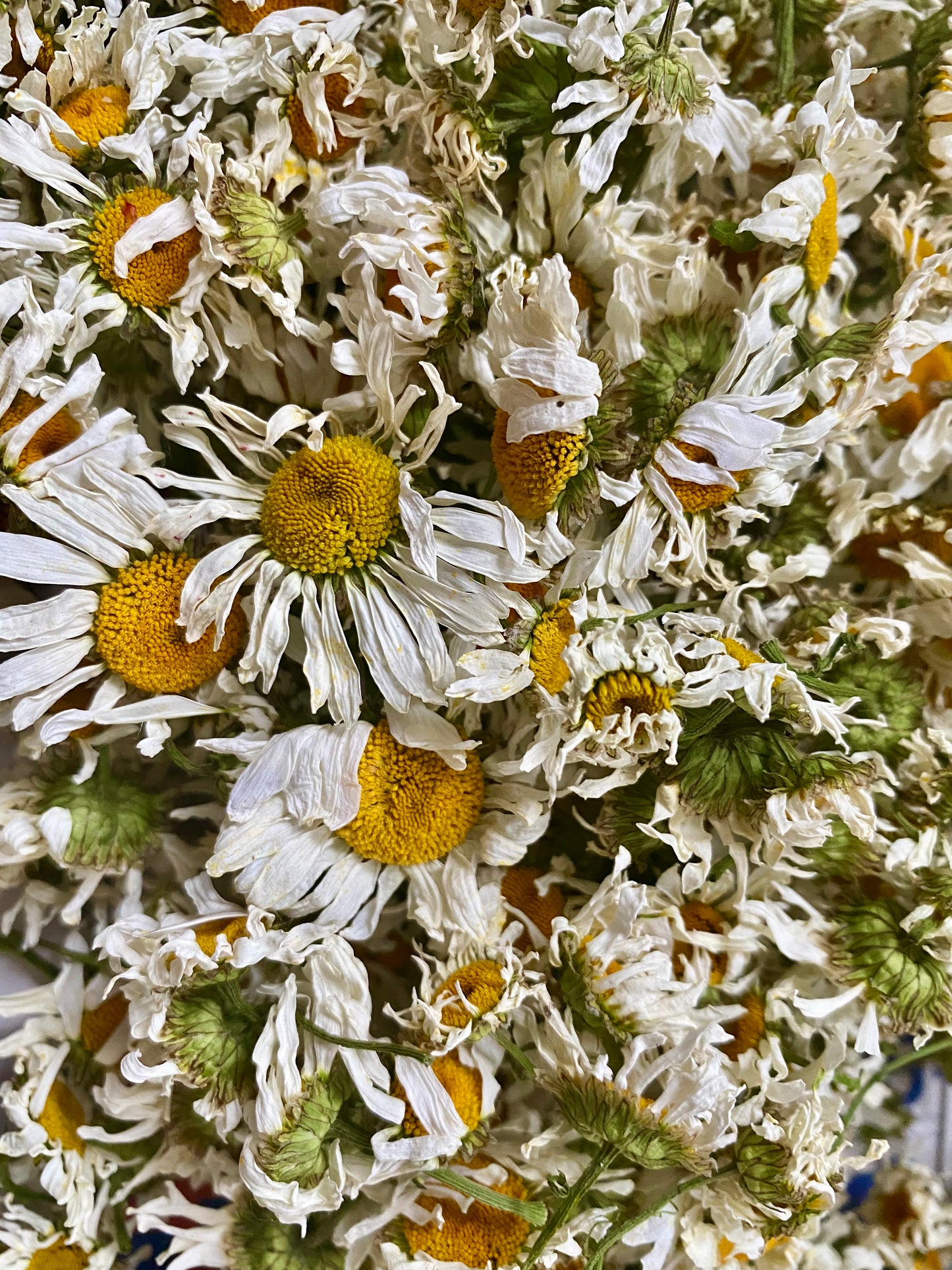Daisies 100% natural - Product of Quebec 