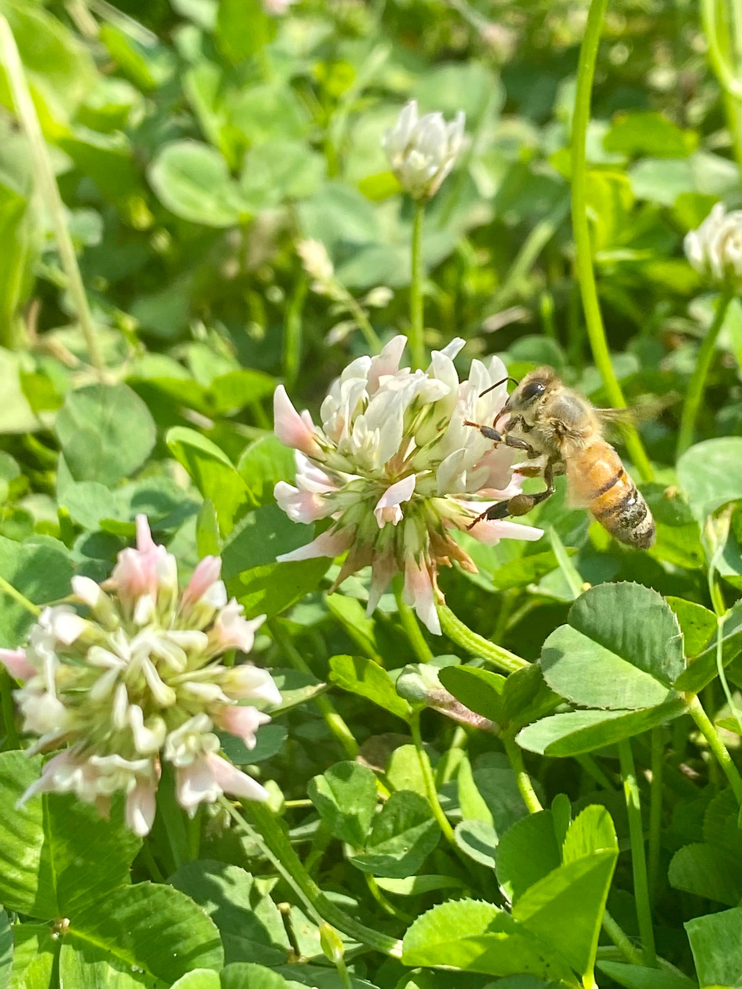Wild clover flowers 100% natural treat - Product of Quebec 
