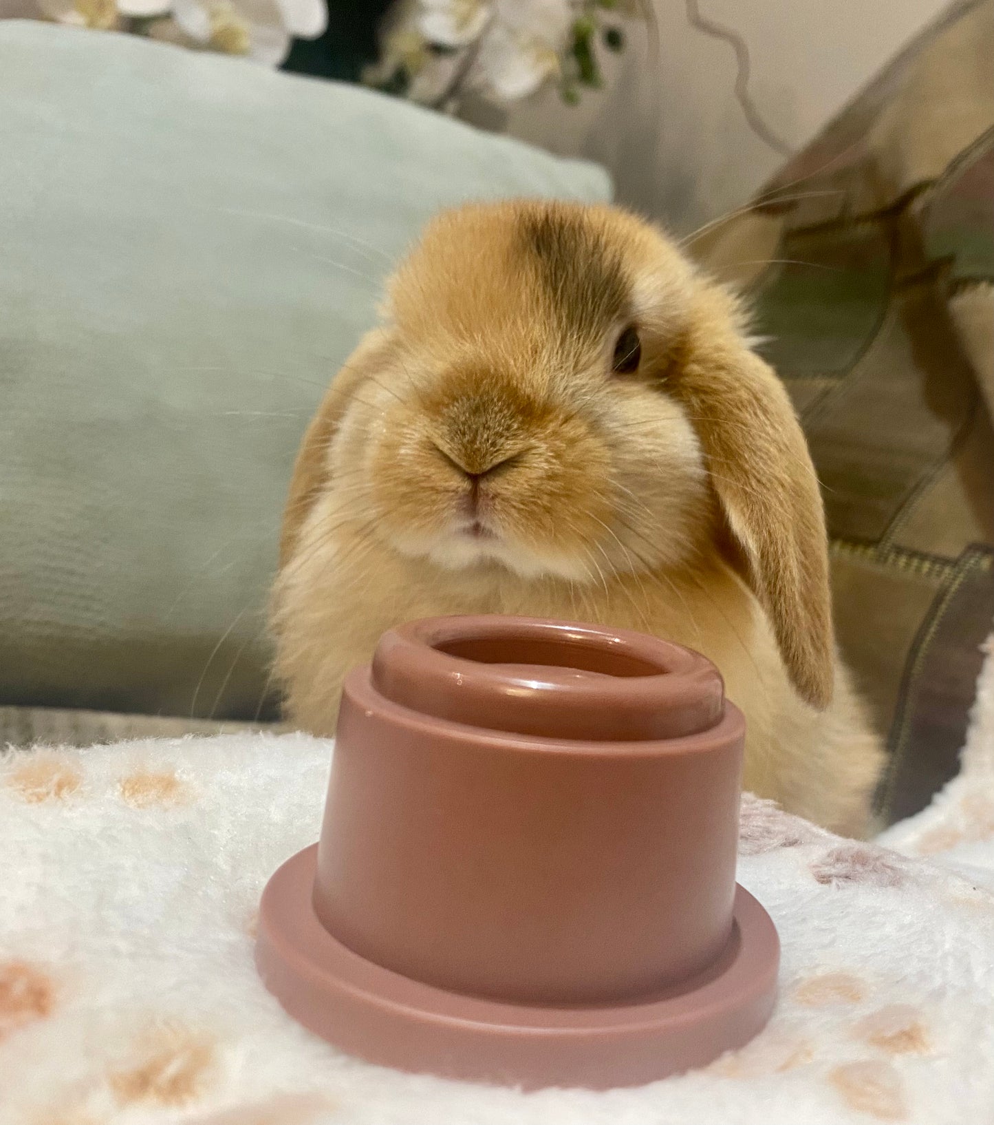 Stacking cups for bunny (8 pieces)