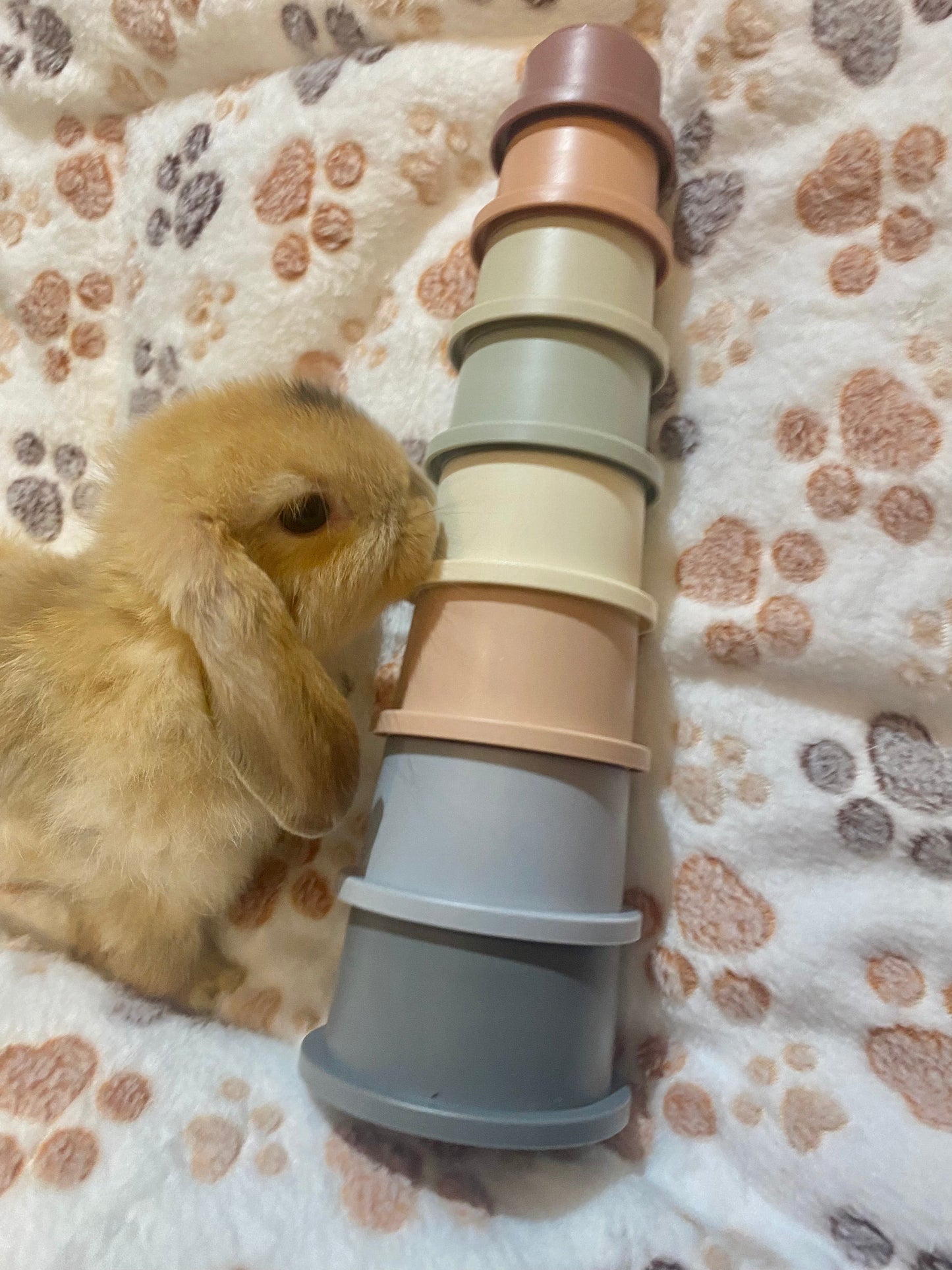 Stacking cups for bunny (8 pieces)