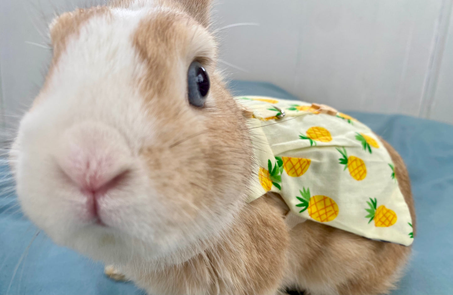 Pineapple pattern🍍 - bunny harness 
