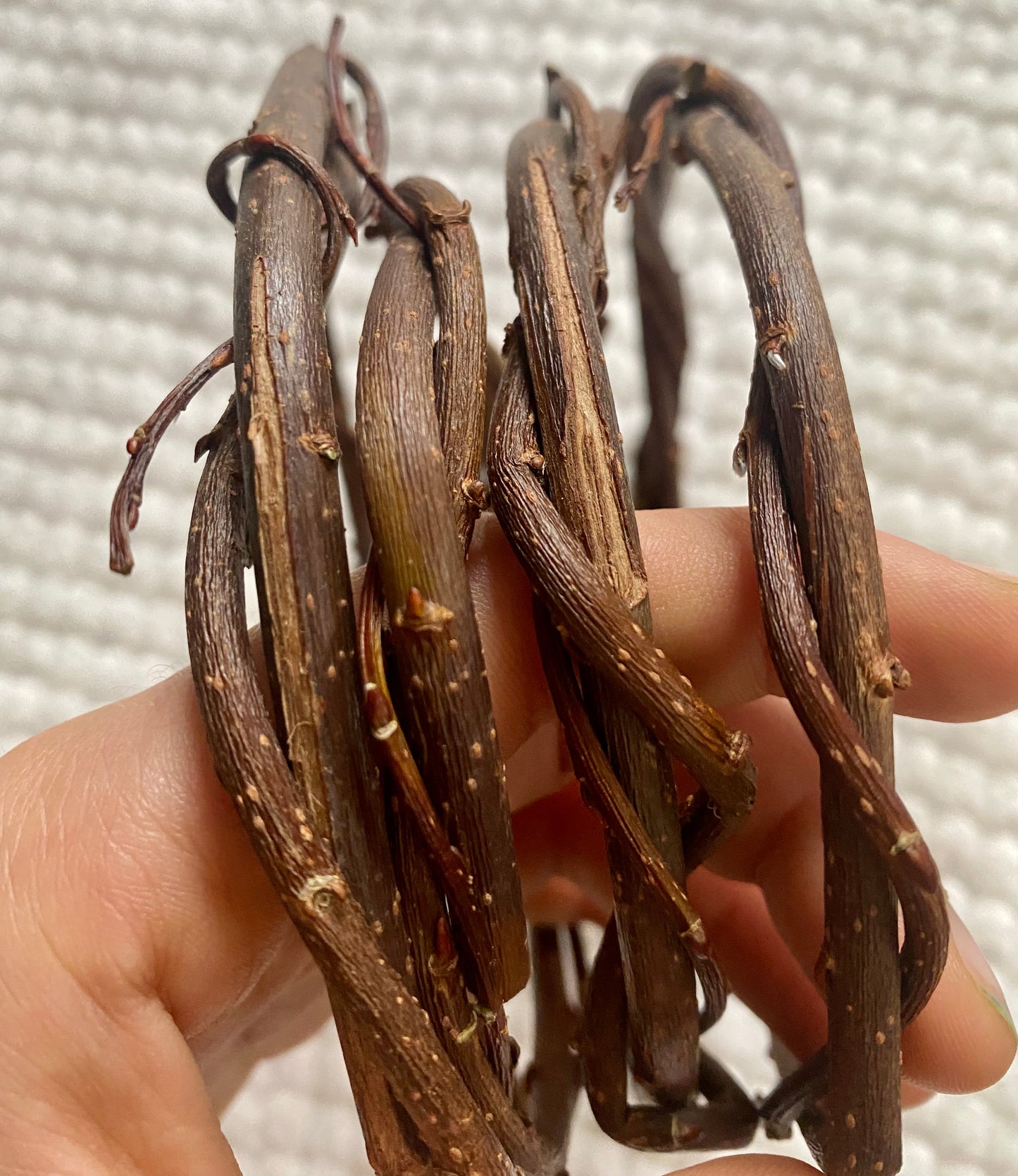 Natural Willow Chew Rings (2)